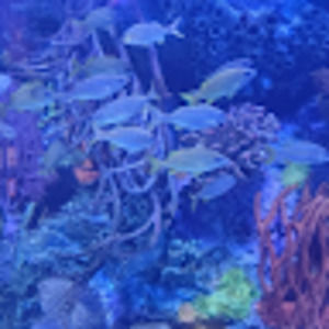 Meet your Posher, Elena